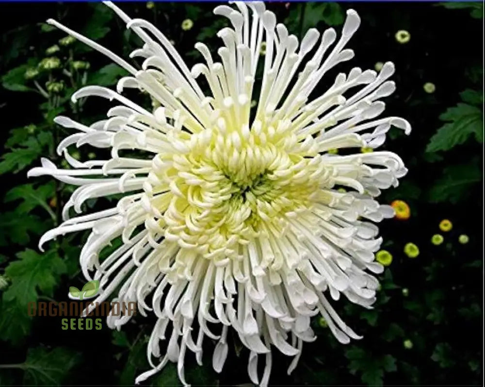 Semi Bonsai Chrysanthemum seeds compact colorful blooms