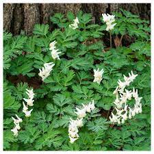 Semi California Flower Seeds for Garden Planting