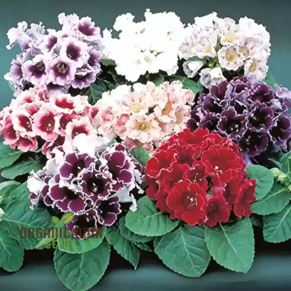 Semi Gloxinia Impricer Mix seeds vibrant mixed blooms