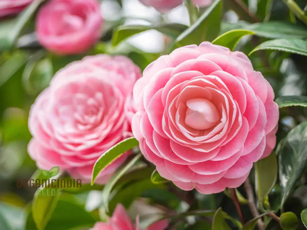 Blooming Japanese Camellia flower
