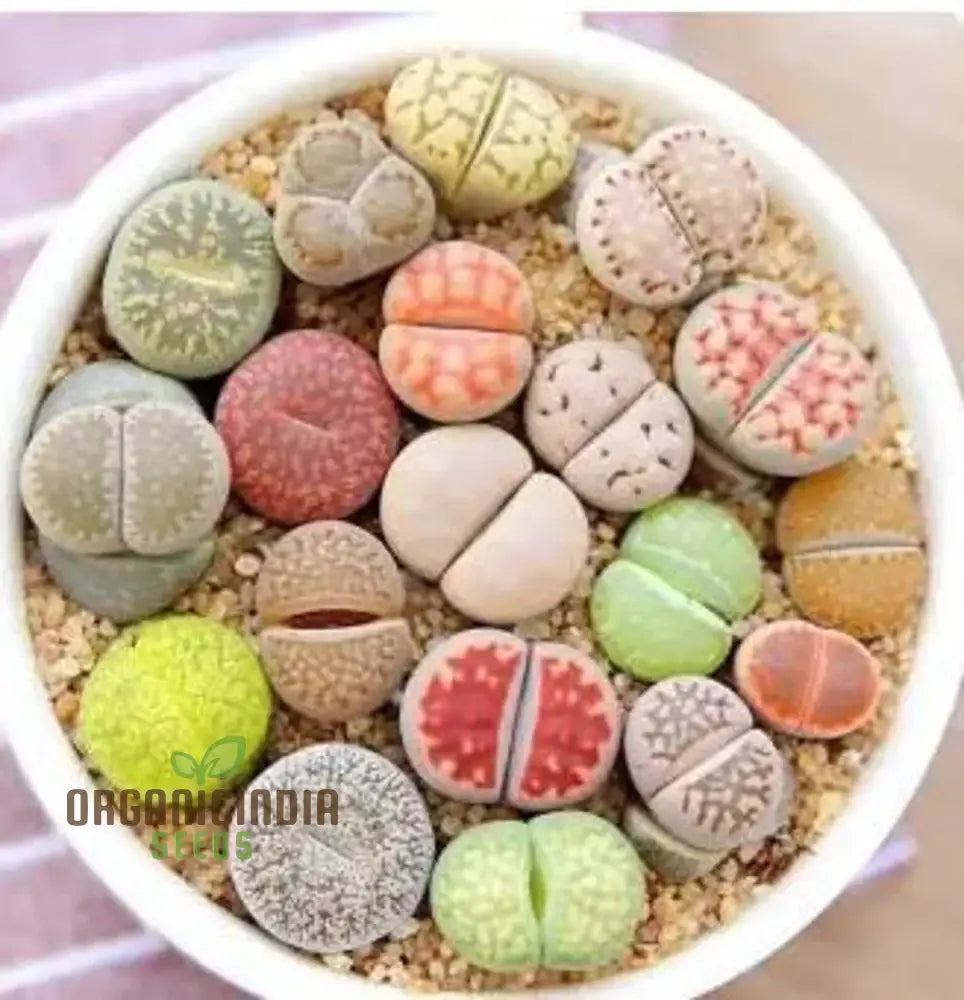 Senecio and Lithops mixed cactus varieties