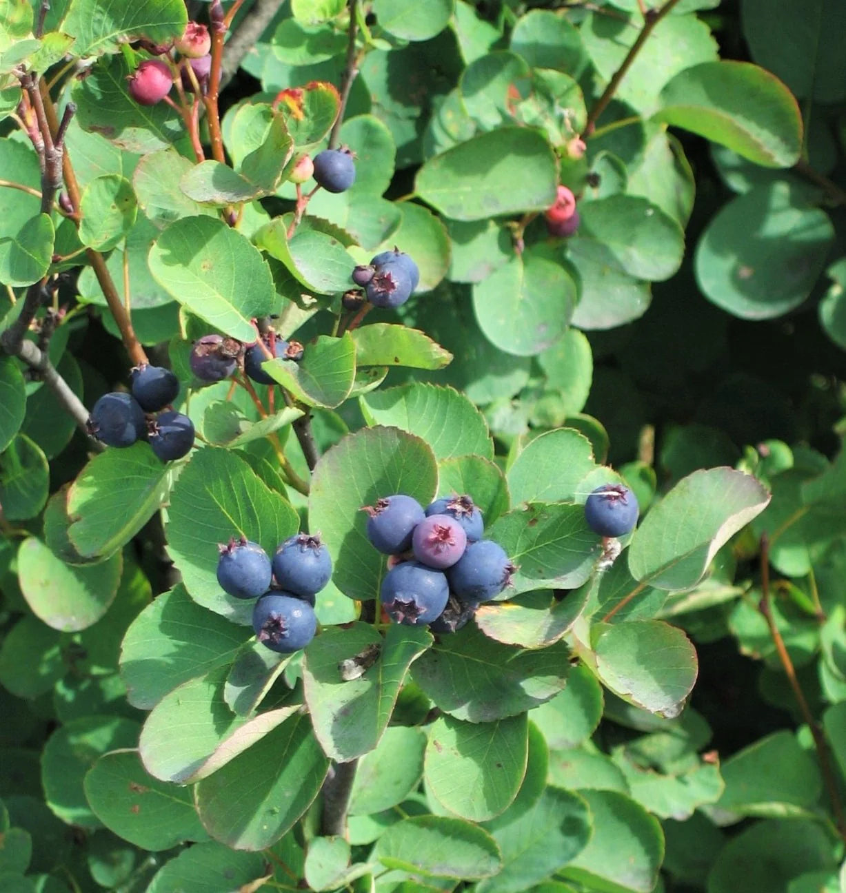 Ripe Saskatoon Serviceberries Ready for Harvest