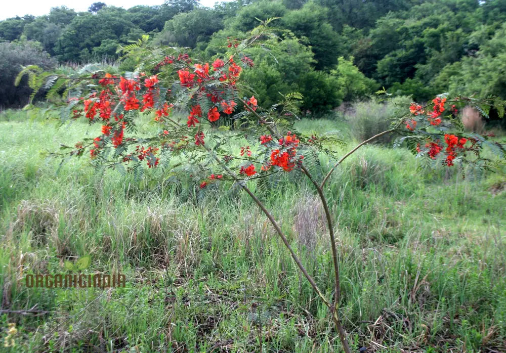 Sesbania Punicea Red Flower Blooms