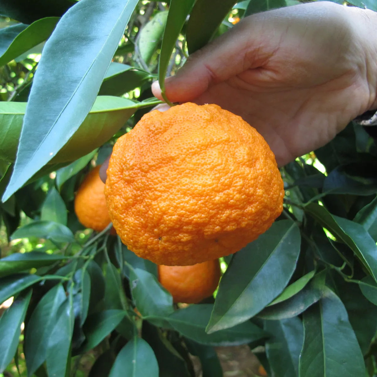 Seville Orange seeds for planting tart citrus trees for marmalade