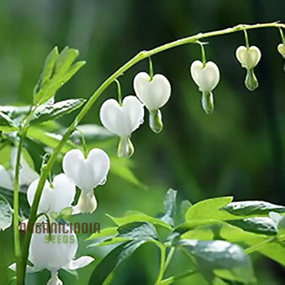 Shade garden Bleeding Heart seeds beautiful ornamental blooms