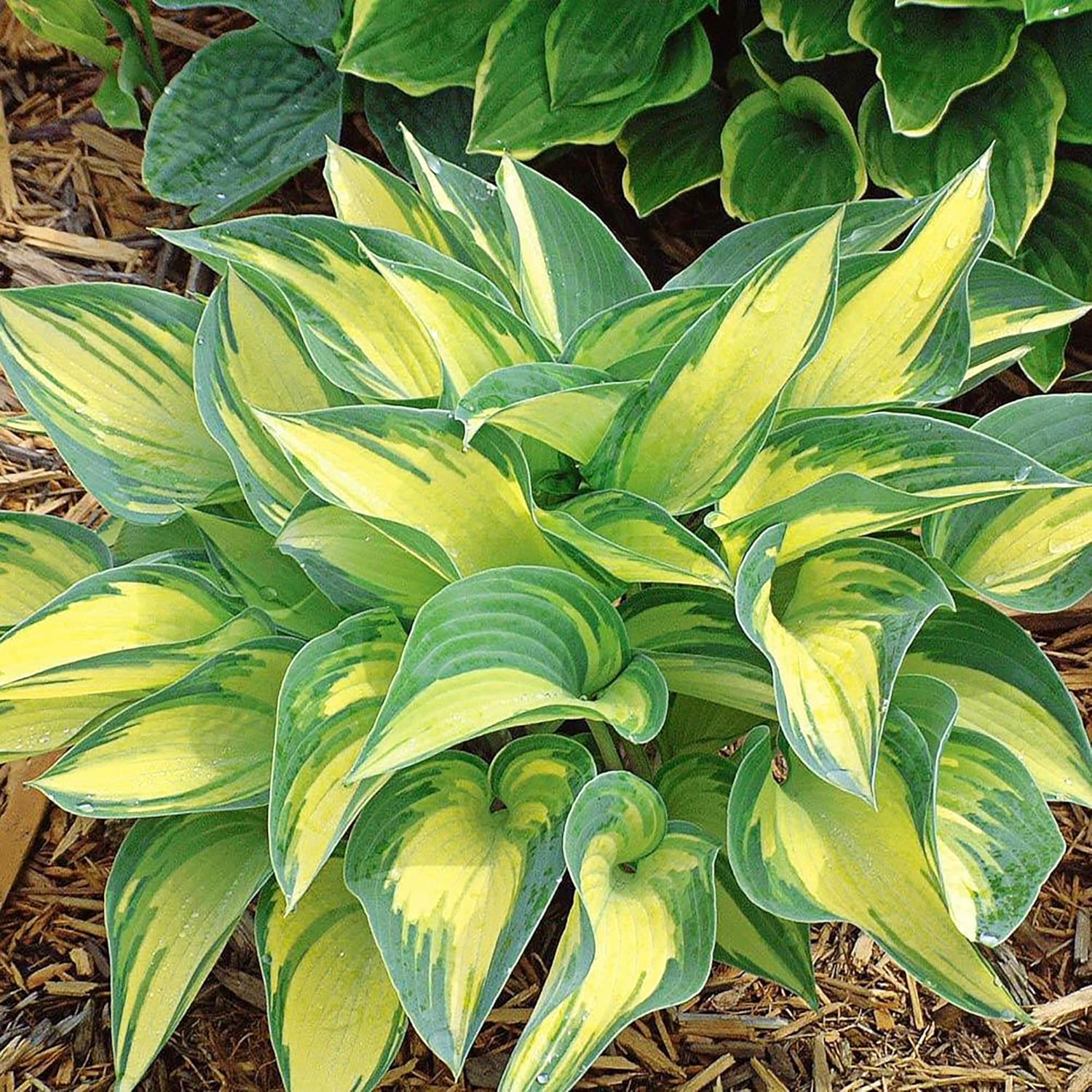 Shade garden Hosta seeds green and variegated foliage