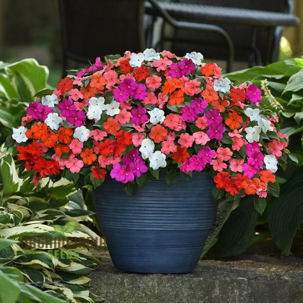Shade garden impatiens seeds bright flowering plants
