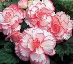 Shade Loving Begonia Flower Seeds for Home Garden Planting