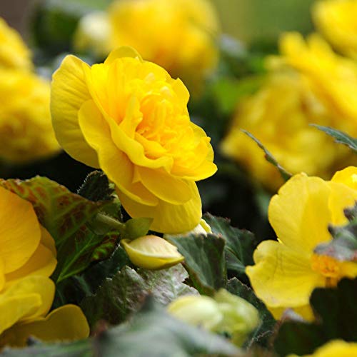 Yellow Begonia Seeds for Shade-Loving Flower Plants in Containers