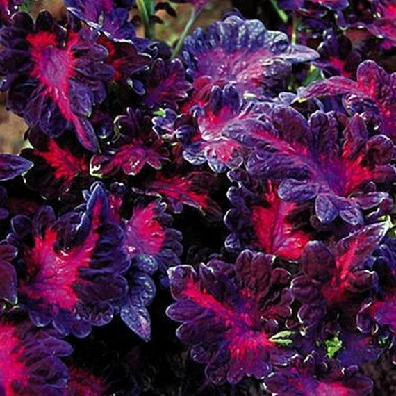 Shade-loving Coleus seeds dark garden color
