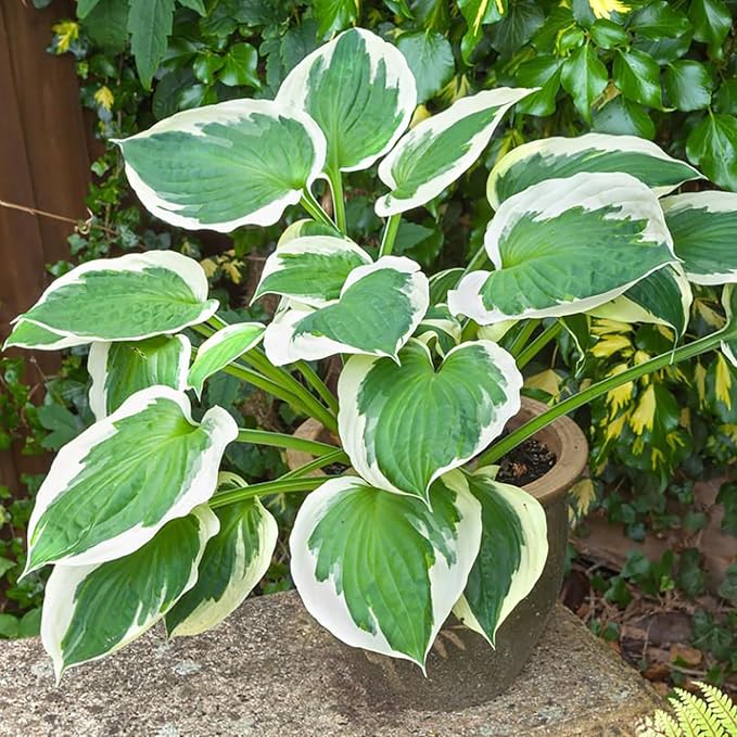 Patriot Hosta Used as Shade-Loving Border Plant