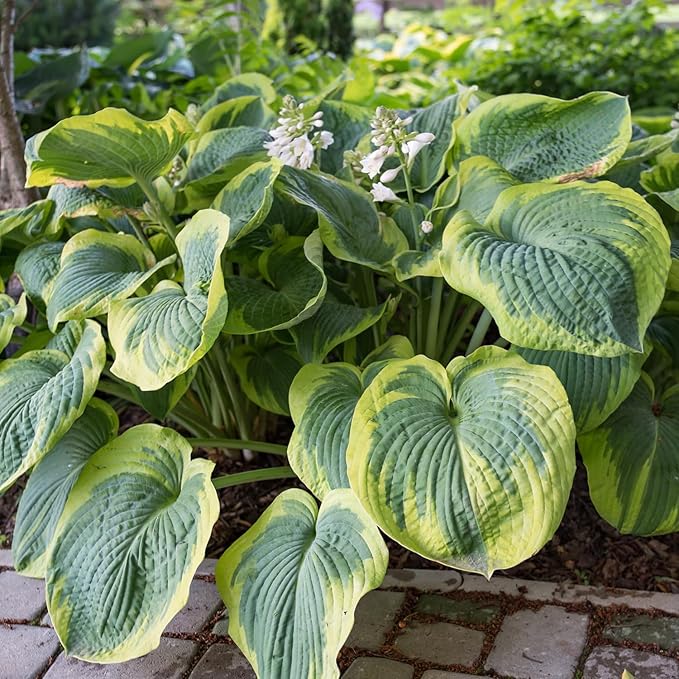 Earth Angel Hosta Growing Along Shaded Garden Border