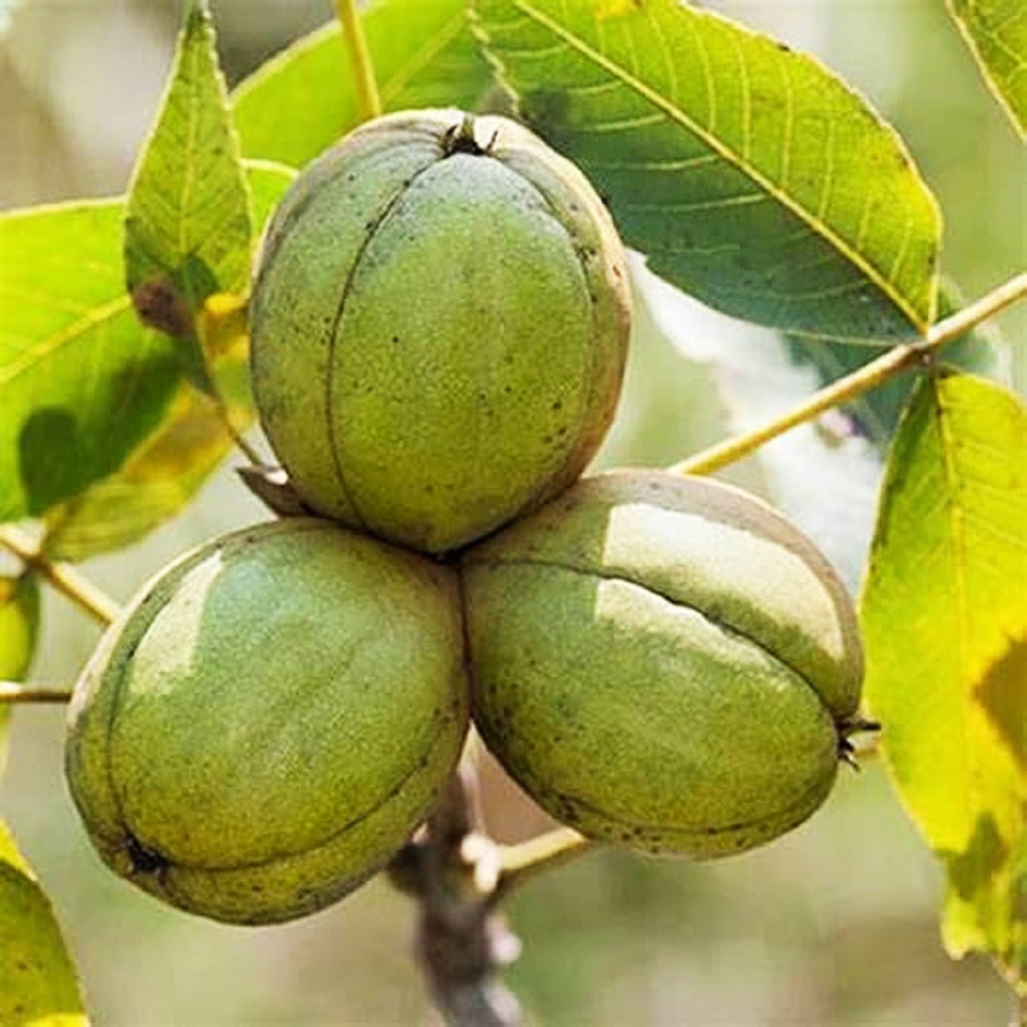 Shagbark hickory seeds for planting hardy nut-bearing trees