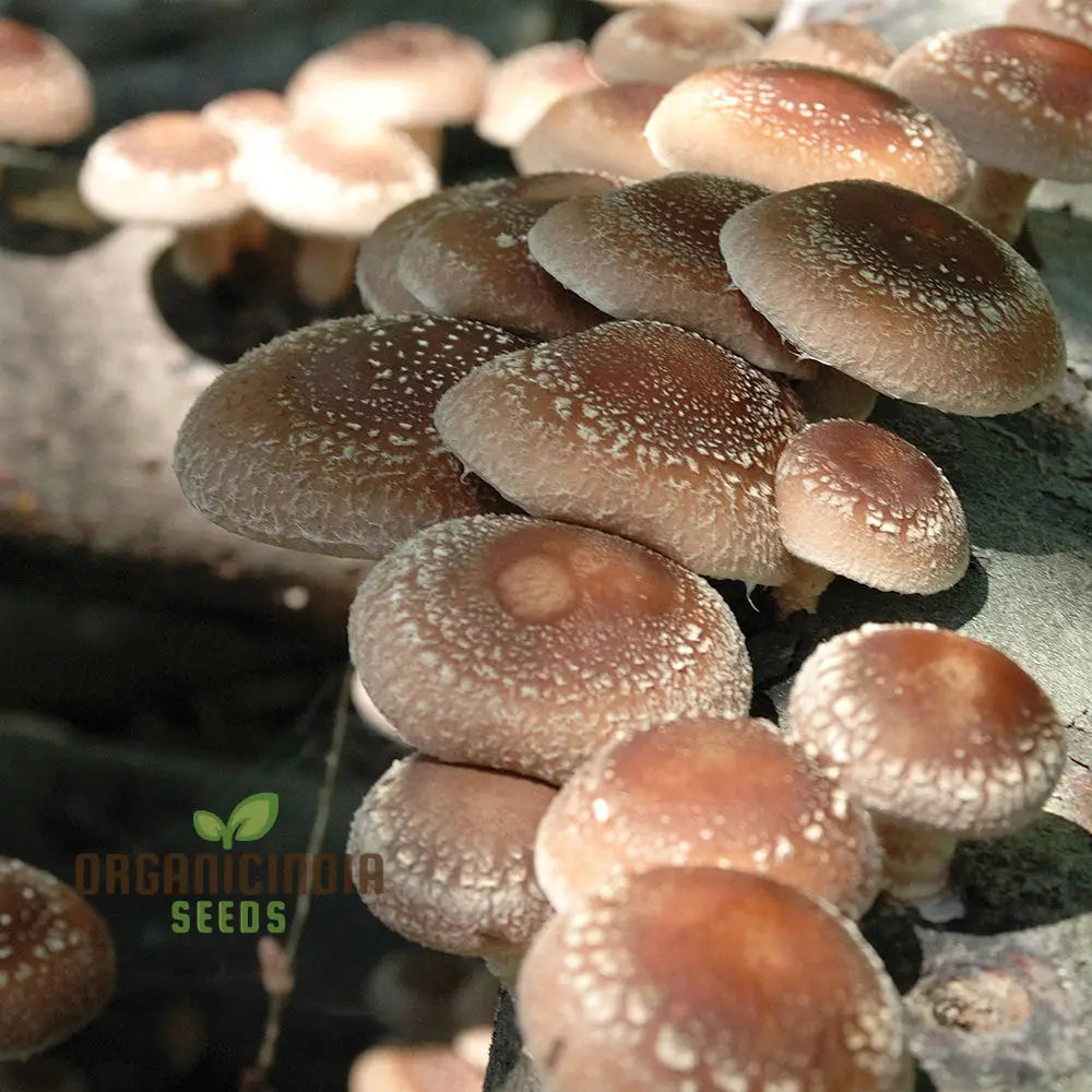 Shiitake Mushroom Mycelium Colonizing Substrate, High-Yield Mushroom Growth
