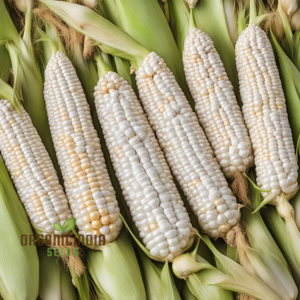 Shimmering Silver Corn Cobs from Seeds, Rare Garden Corn