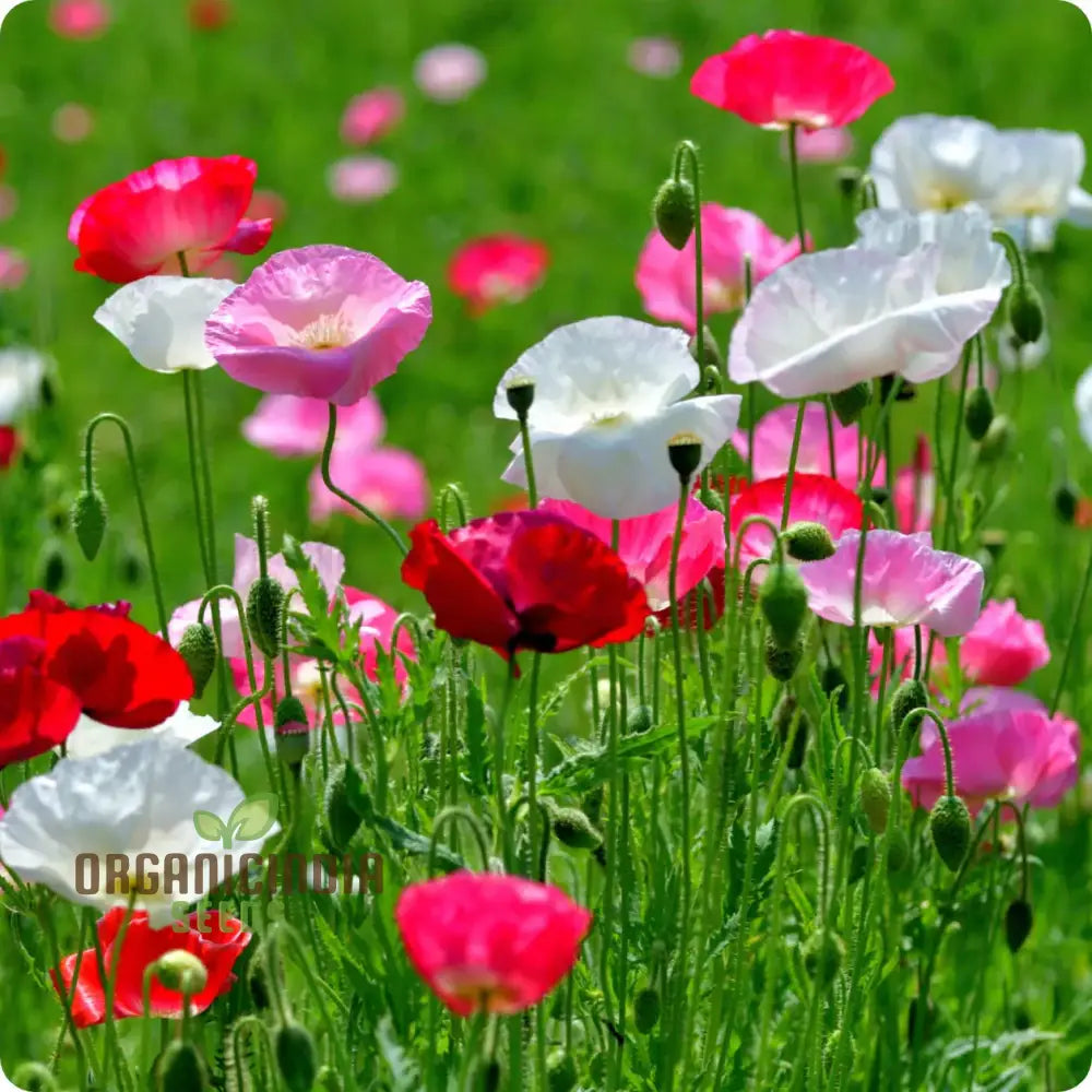 Shirley Mixed Poppy ’Double Mixture’ Flower Seeds - Perfect For Creating A Stunning Garden Oasis