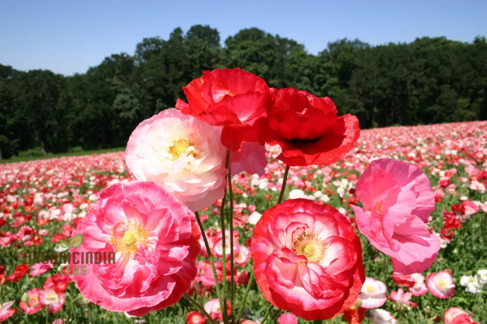 Shirley Mixed Poppy ’Double Mixture’ Flower Seeds - Perfect For Creating A Stunning Garden Oasis