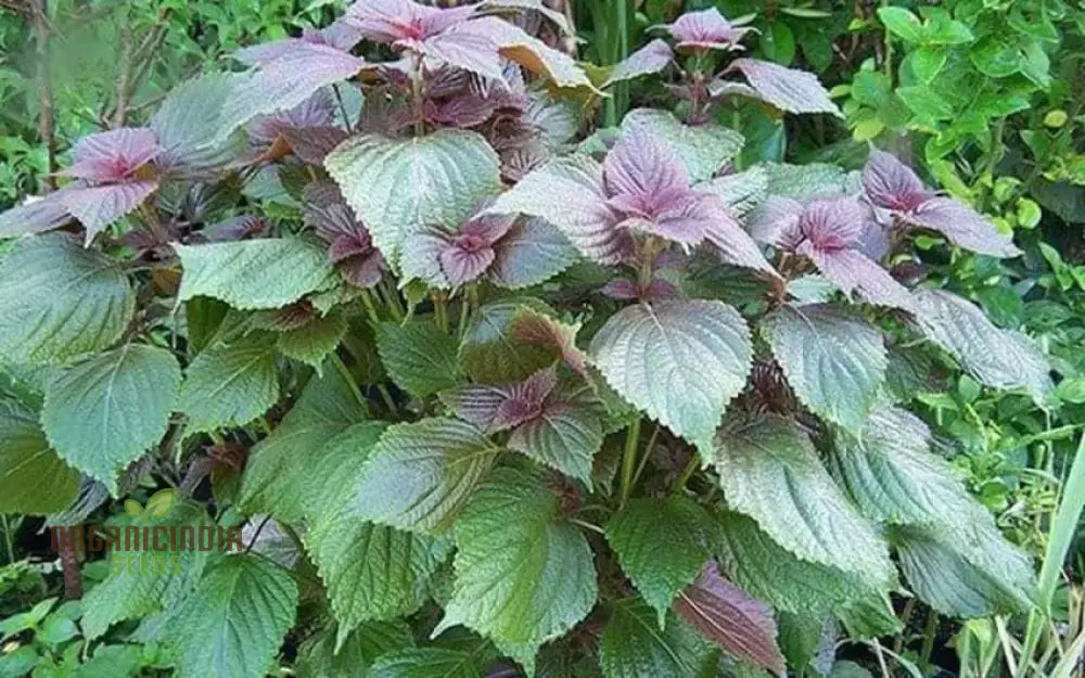 Shiso Jeok Ssam Ip Seeds Growing in Home Garden – Red Perilla Variety