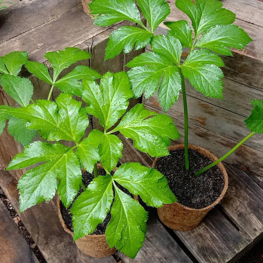 Ashitaba Vegetable Seeds for Planting Angelica Keiskei Green Leaf Seeds