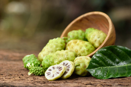 Semillas de árbol frutal de queso de noni