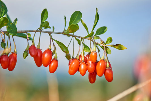 Graines de fruit de baie de goji tibétain de l'Himalaya