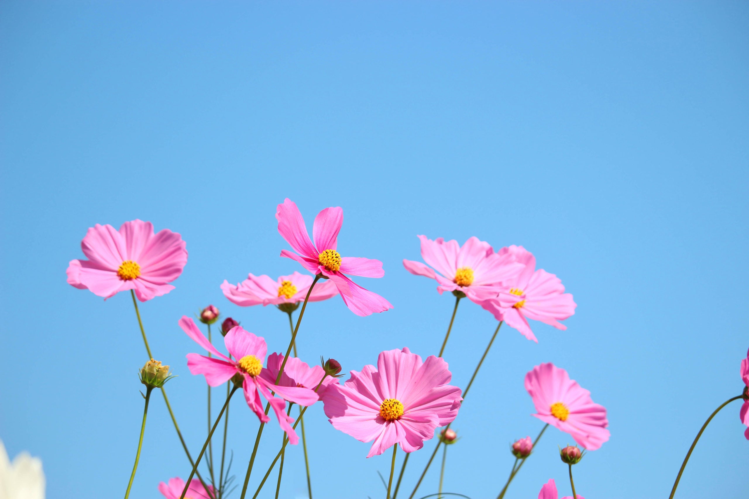 Graines de fleurs Cosmos rose doux, floraisons délicates et charmantes pour le jardin
