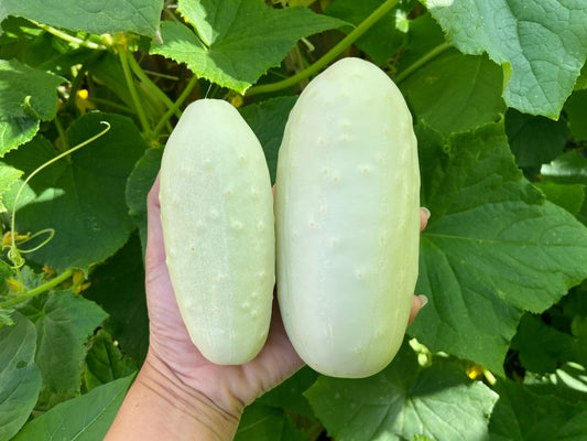 Maravilla Blanca Pepino (Cucumis Sativus) – Semillas de Fruta