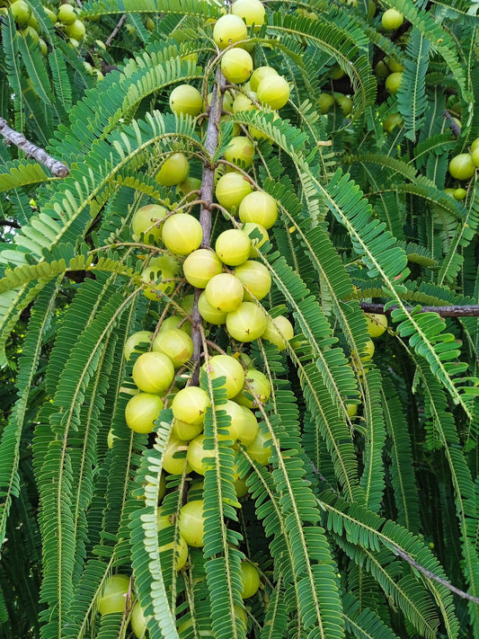 Semi di albero di frutto di amla