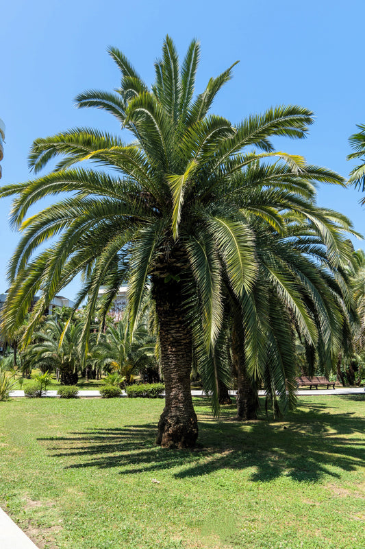 Coco Palm (Butia capitata) – Jelly Palm Pindo Edible Fruit Tree Houseplant Seeds