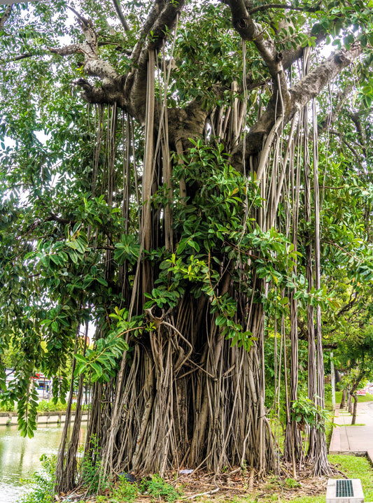Semillas de árbol de higuera banyan para plantas de interior