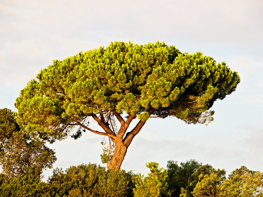 松の実 イタリアンストーンパイン(Pinus pinea)– 傘の木の種子