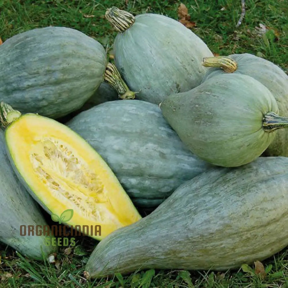 Sibley Squash Seeds Packet for Home Gardening