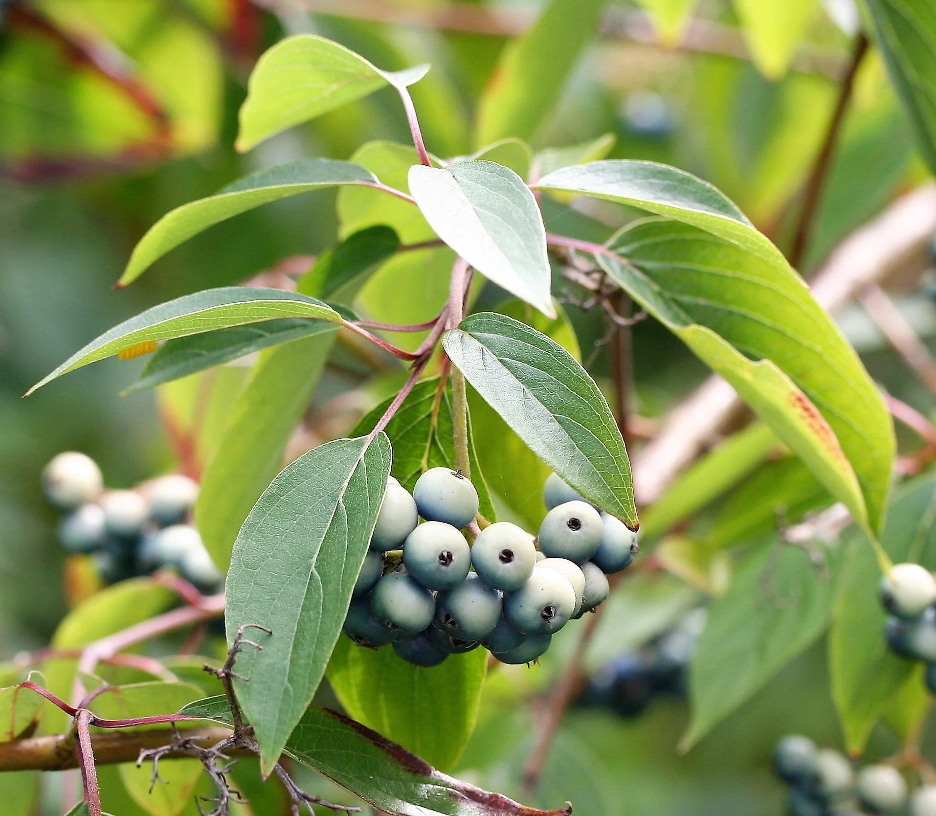 Silver Blue Berries on Silky Dogwood Branch