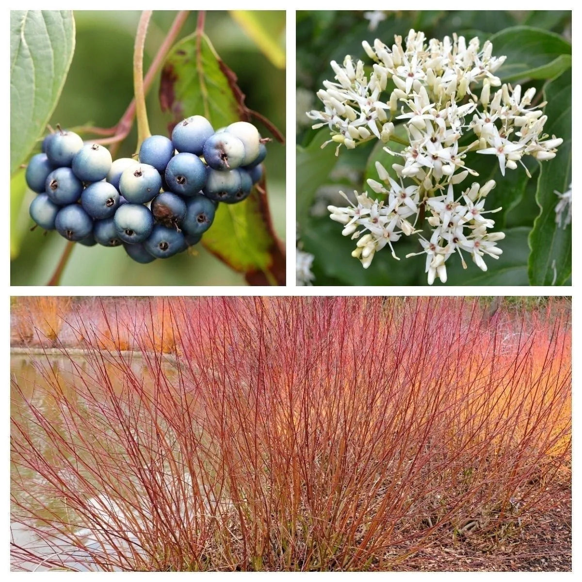 Silky Dogwood Seeds Cornus amomum for Planting