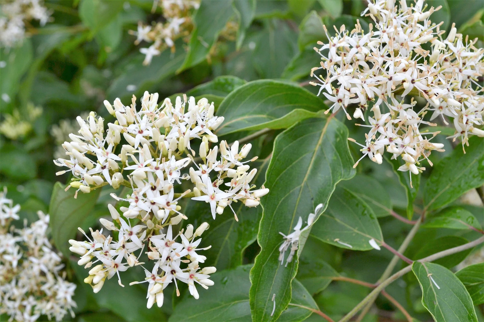 Silky Dogwood Shrub Growing Along Water Edge