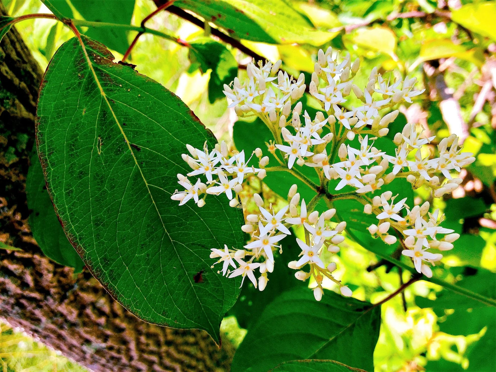 White Flower Clusters on Silky Dogwood Shrub