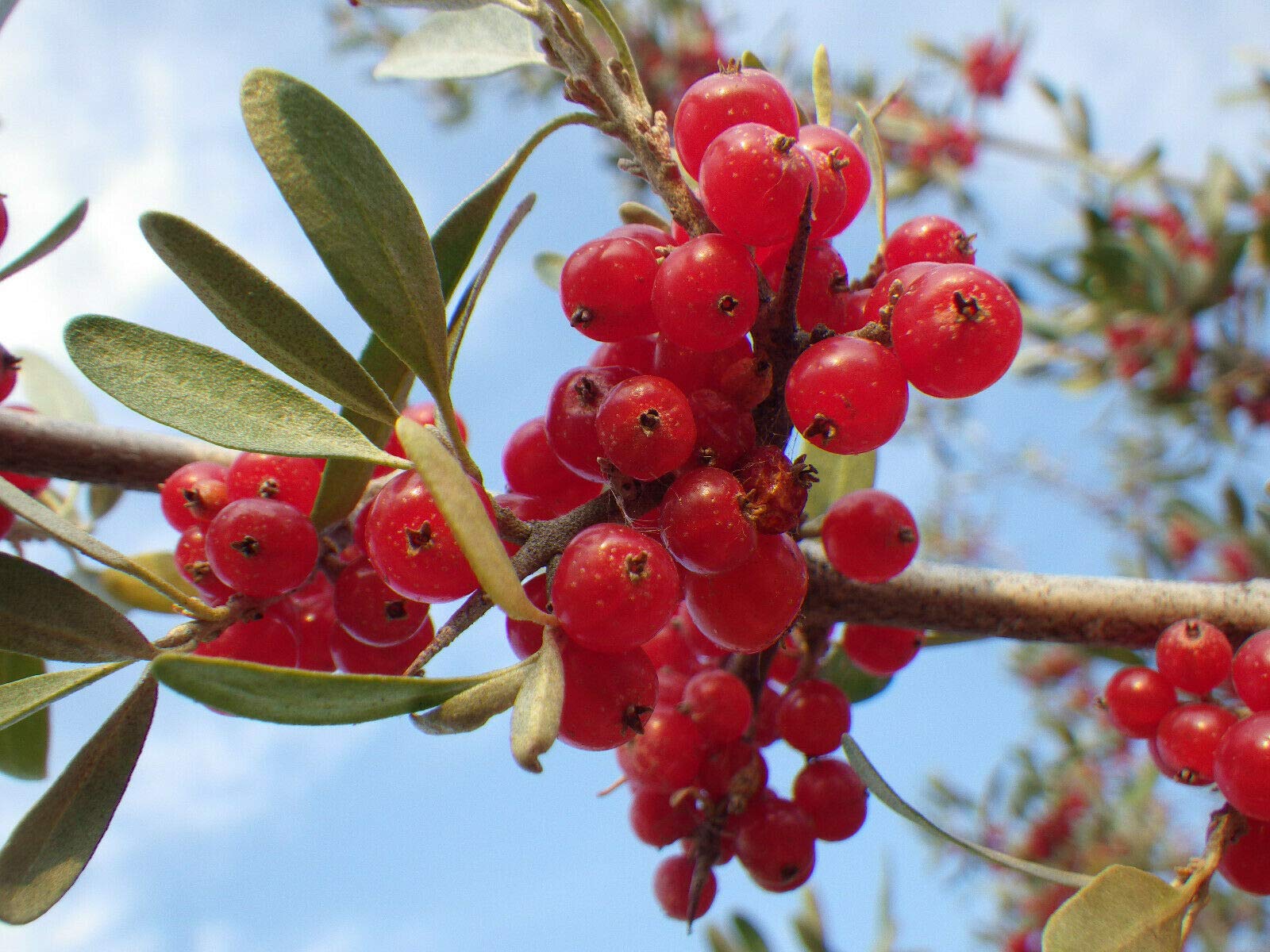 Silver Buffaloberry Shrub with Silver-Green Foliage