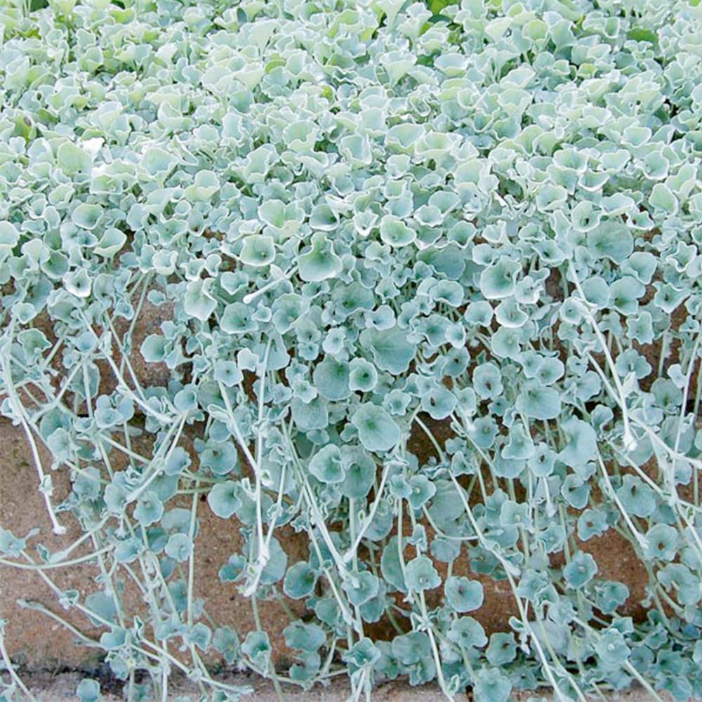 Dichondra Silver Falls with Cascading Silver Trailing Foliage
