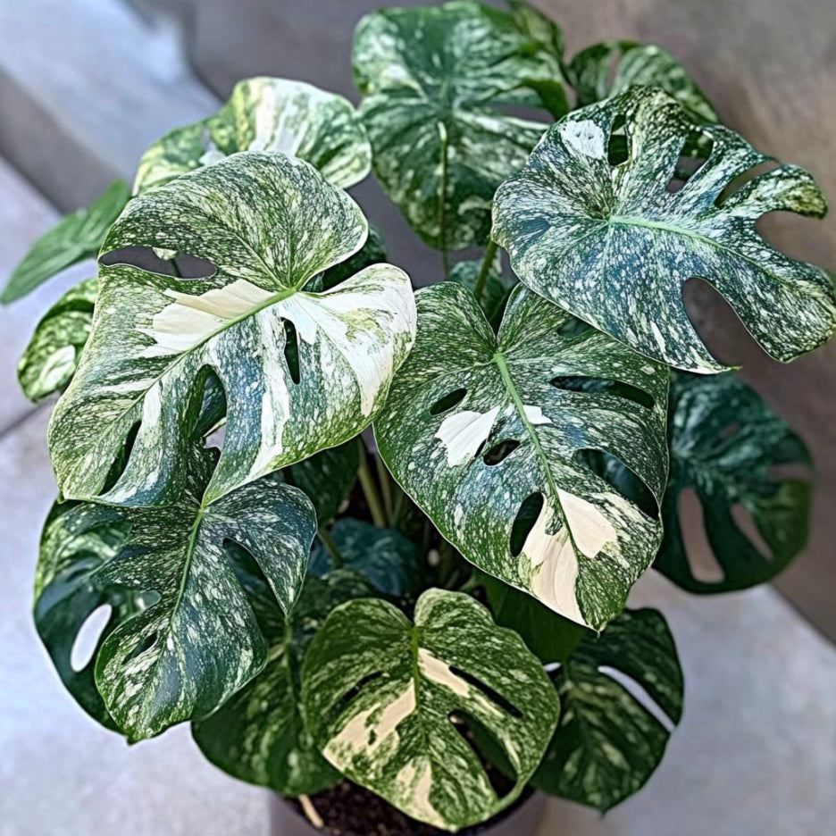 Silver Monstera Siltepecana Leaves Showing Unique Patterns