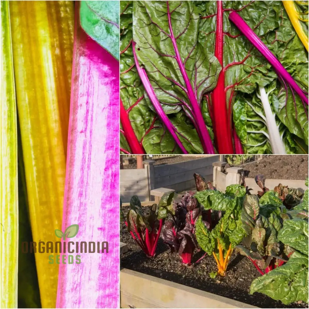 Heirloom Silverbeet Seedlings Growing from Seeds in Garden Bed