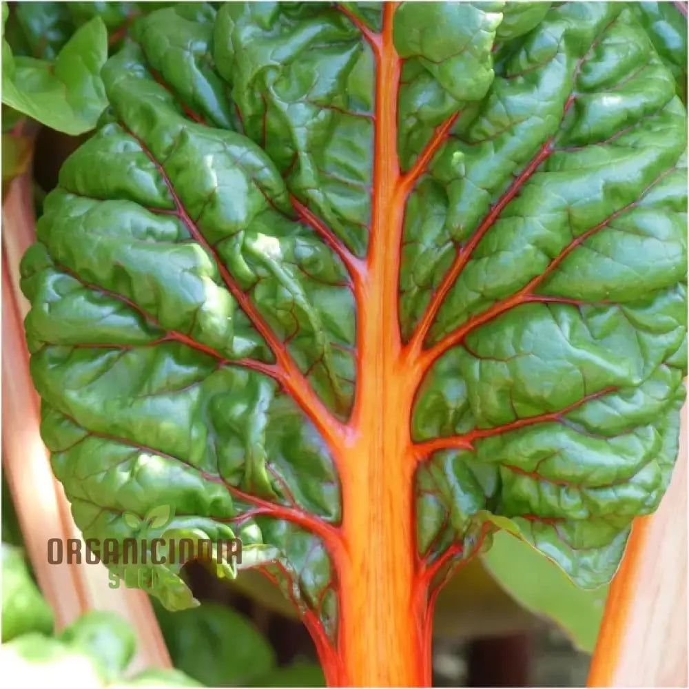 Oriole Decort (Orange) Silverbeet Seeds for Planting, Premium Leafy Greens