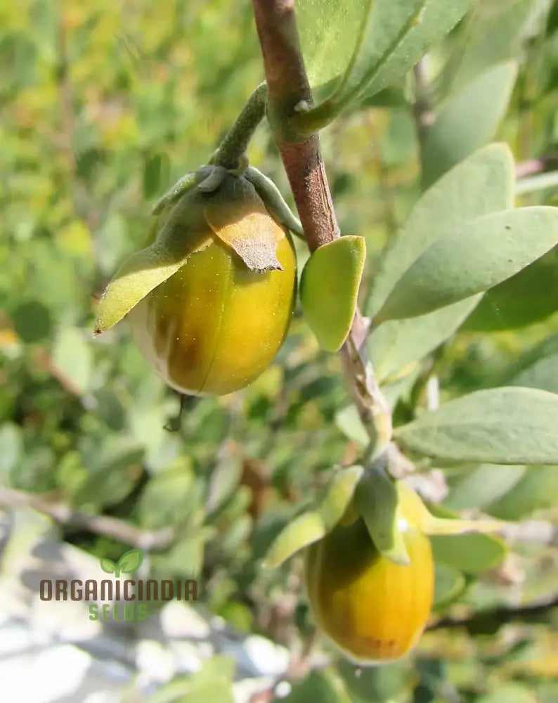 Simmondsia chinensis seedlings growing in arid soil