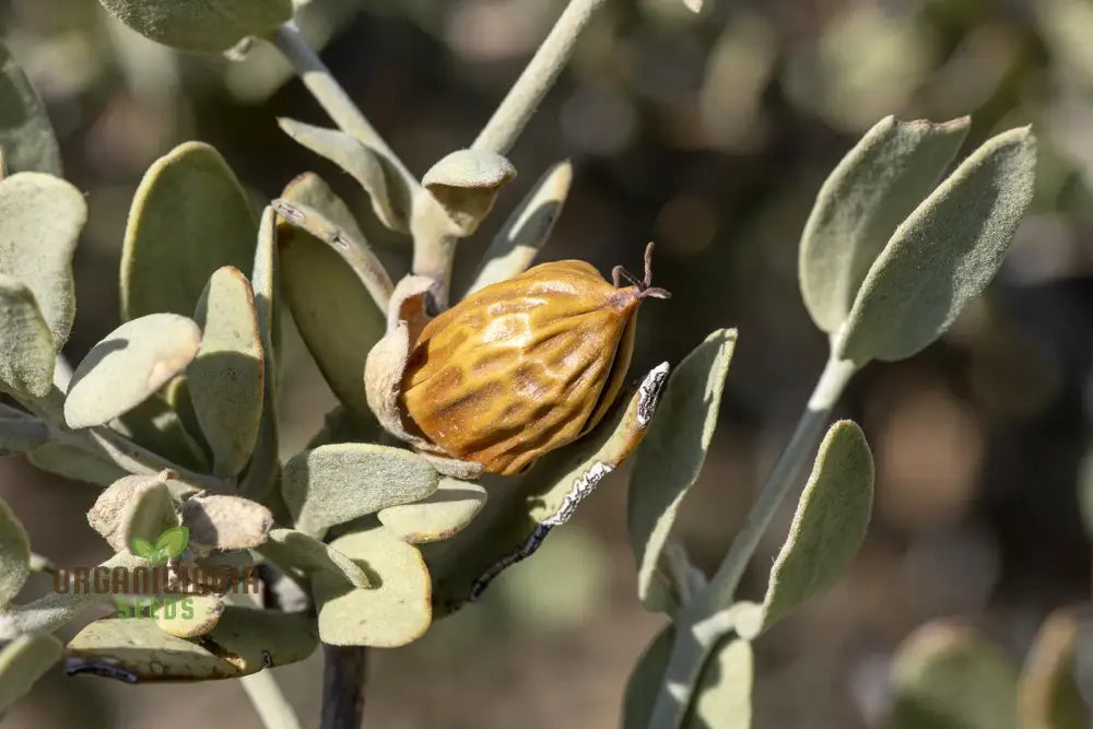 Simmondsia Chinensis Seeds - Fruit Planting