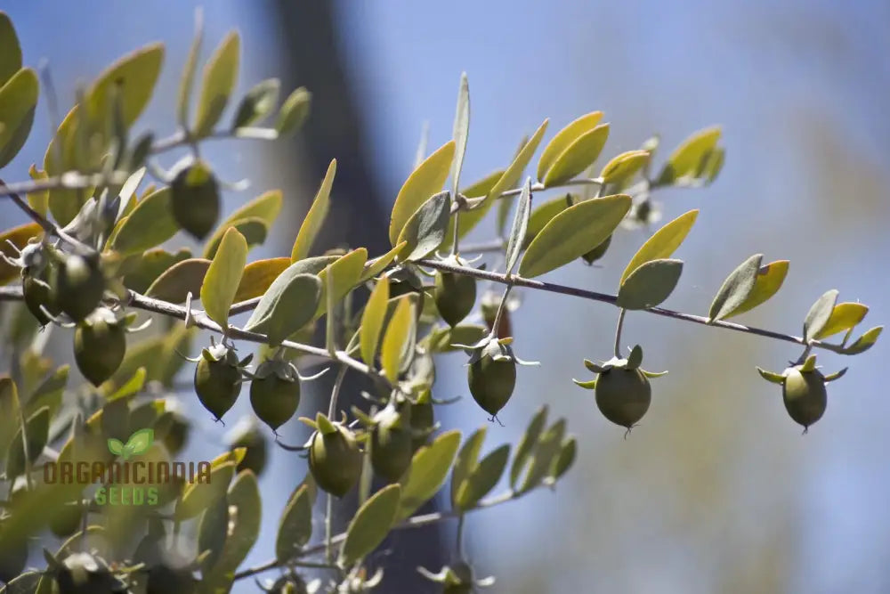 Simmondsia chinensis plant with mature fruit clusters
