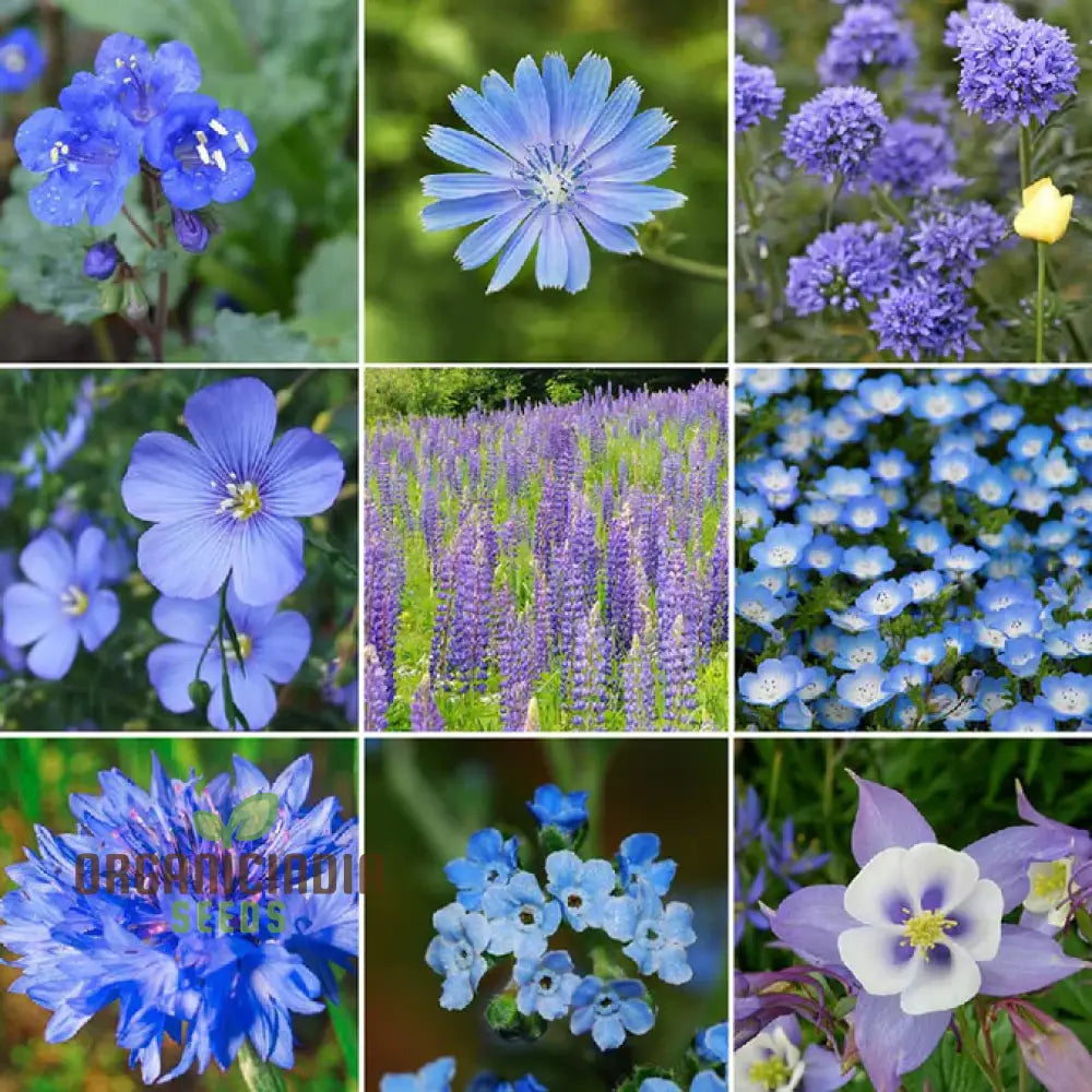 Singin The Blues Blue Wildflower Seeds for Planting