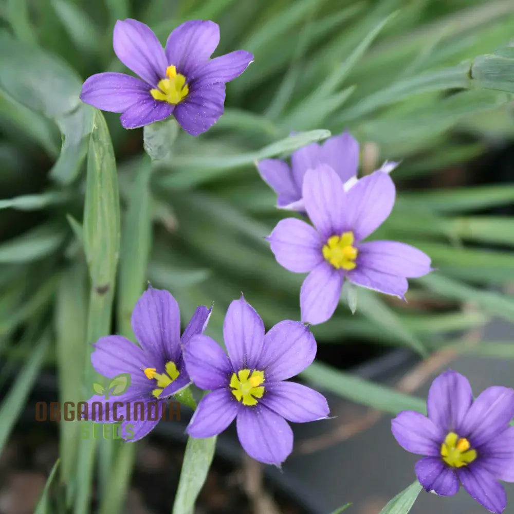 Sisyrinchium Angustifolium seeds packet for planting