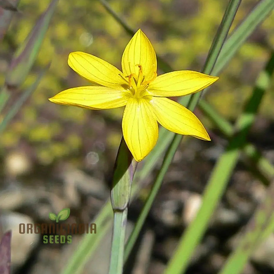 Sisyrinchium Brachypus seeds packet for planting gardens