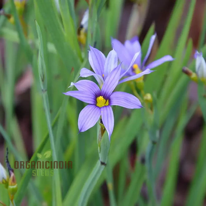 Sisyrinchium Seeds (Sisyrinchium Idahoense Seeds) - Hardy Perennial with Charming Blue Flowers