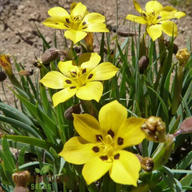 Sisyrinchium seeds plant growth stages in outdoor garden