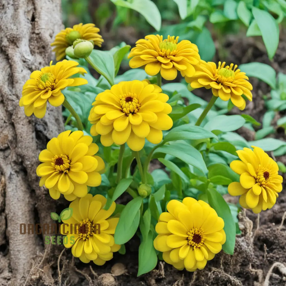 Sky Blue Yellow Zinnia Seeds Colorful Blooms Galore: Assortment For Your Garden Delight Annuals